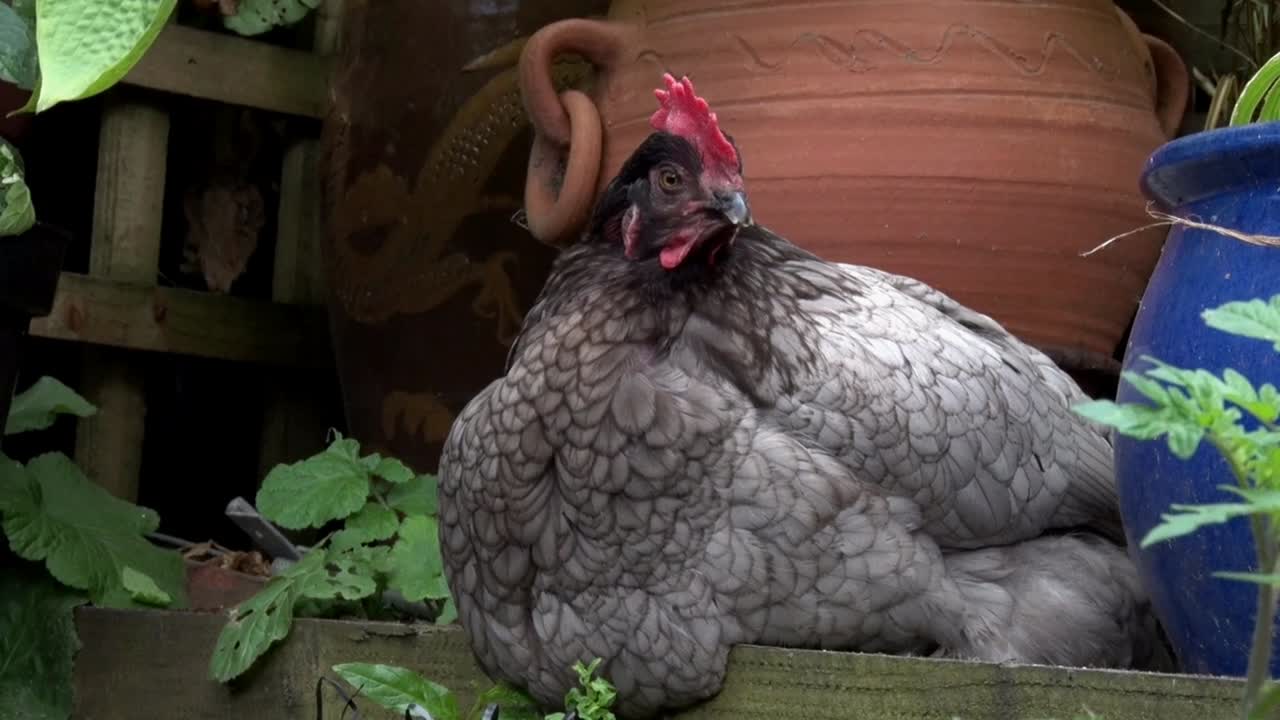 primer plano de un pollo bluebell posado entre plantas en maceta en el jardín trasero