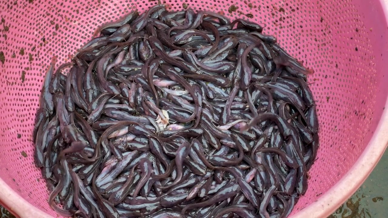 Avannotti di pesce gatto che si dimenano in un cesto, concetto di acquacoltura, stock di piscicoltura, specie d'acqua dolce, trama di movimento dinamico.