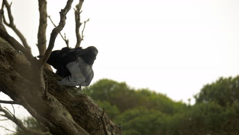 black crow preening itself on a brach then fly’s away, copy space