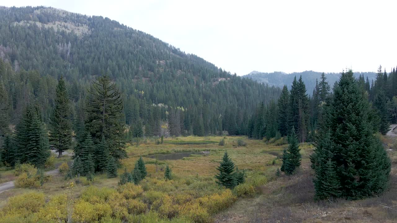 drone volando a través de árboles altos hacia las montañas wasatch de utah