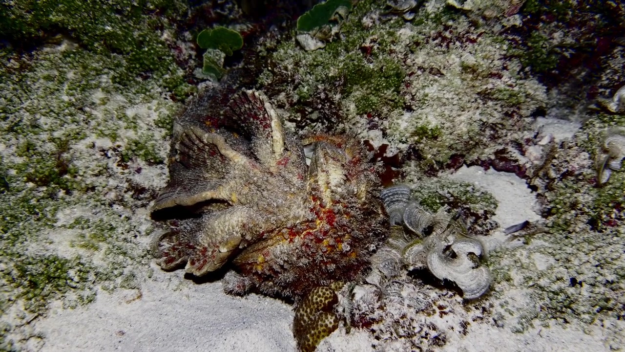 Restos de peixe-pedra repousando em um recife de coral à noite nas Maurícias, oferecendo um vislumbre natural da vida marinha após a morte e dos processos ecológicos de um habitat subaquático tropical.