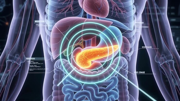 Medical Animation of Human Pancreas Anatomy with Digital Interface