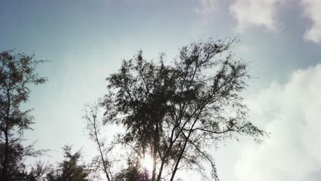 Einzigartiger-Perspektivischer-Zeitraffer-Einer-Sich-Schnell-Bewegenden-Baumsilhouette-Vor-Blauem-Himmel,-Aufgenommen-Von-Unten-Nach-Oben