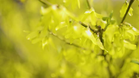Yellow Flowers in Springtime