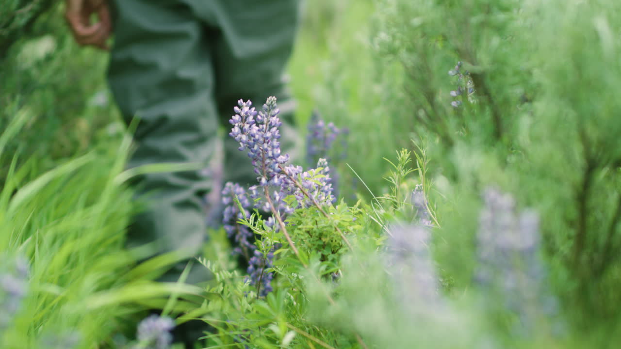 Fly Fisherman Legs in Waders Walking through Tall Grass in Slow Motion to go Fishing in the Colorado Mountains