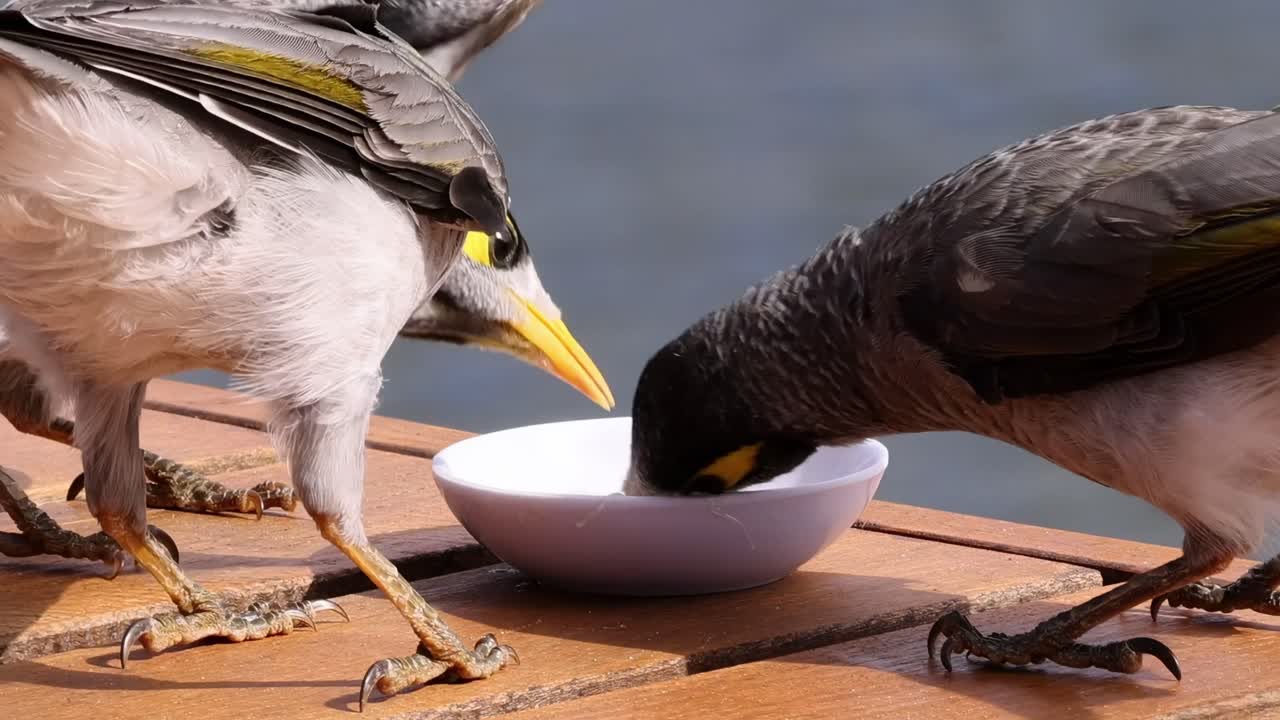 Two birds gather around a bowl on a wooden deck, engaging in drinking behavior.