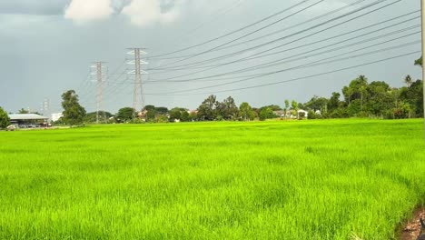 Wunderschöne-Landschaft-Mit-Grünen-Reisfeldern-In-Ländlicher-Gegend-Bei-Wind-In-Der-Nähe-Des-Stromnetzes