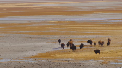 una manada de bisontes americanos o búfalos a orillas del lago salado en antelope island, utah