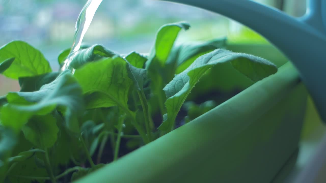 riego de rábano fresco de cosecha propia en el jardín de la caja del alféizar de la ventana, primer plano