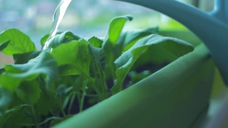 Watering-fresh-homegrown-radish-in-window-sill-box-garden,-close-up-shot