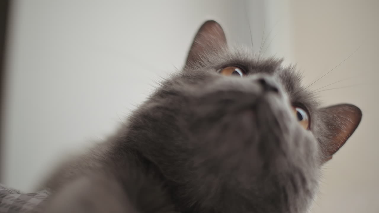 Questo gatto grigio giocherellone con sorprendenti occhi arancioni è ritratto mentre si rilassa e osserva l’ambiente circostante da un luogo confortevole, mettendo in mostra la sua natura curiosa e il suo fascino