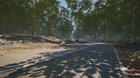 a peaceful winding road through a wooded area in the early afternoon light