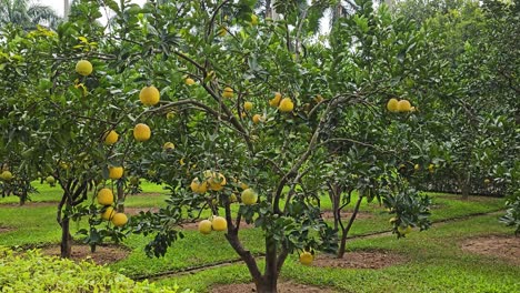 pomelo fruit orchard growing on the grounds of uncle ho's mausoleum in hanoi, vietnam. static shot