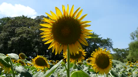 Sonnenblumenfelder-In-Tokio,-Japan