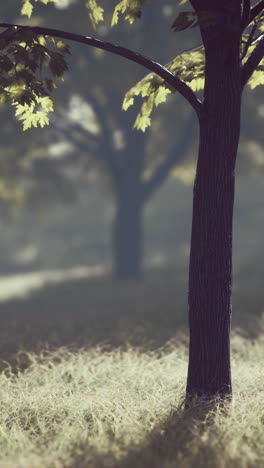 a close-up of a tree trunk in a forest