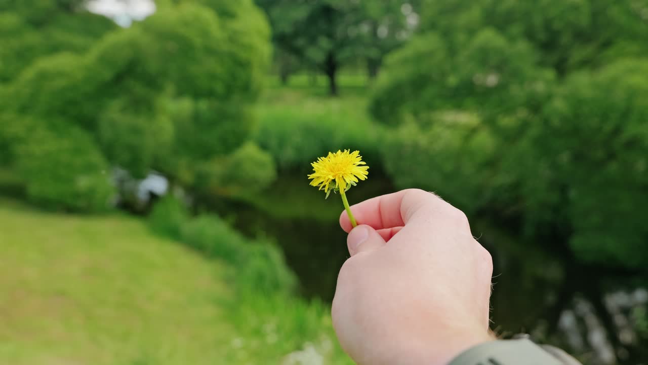 Delicate slow motion twist of yellow dandelion against vivid green backdrop