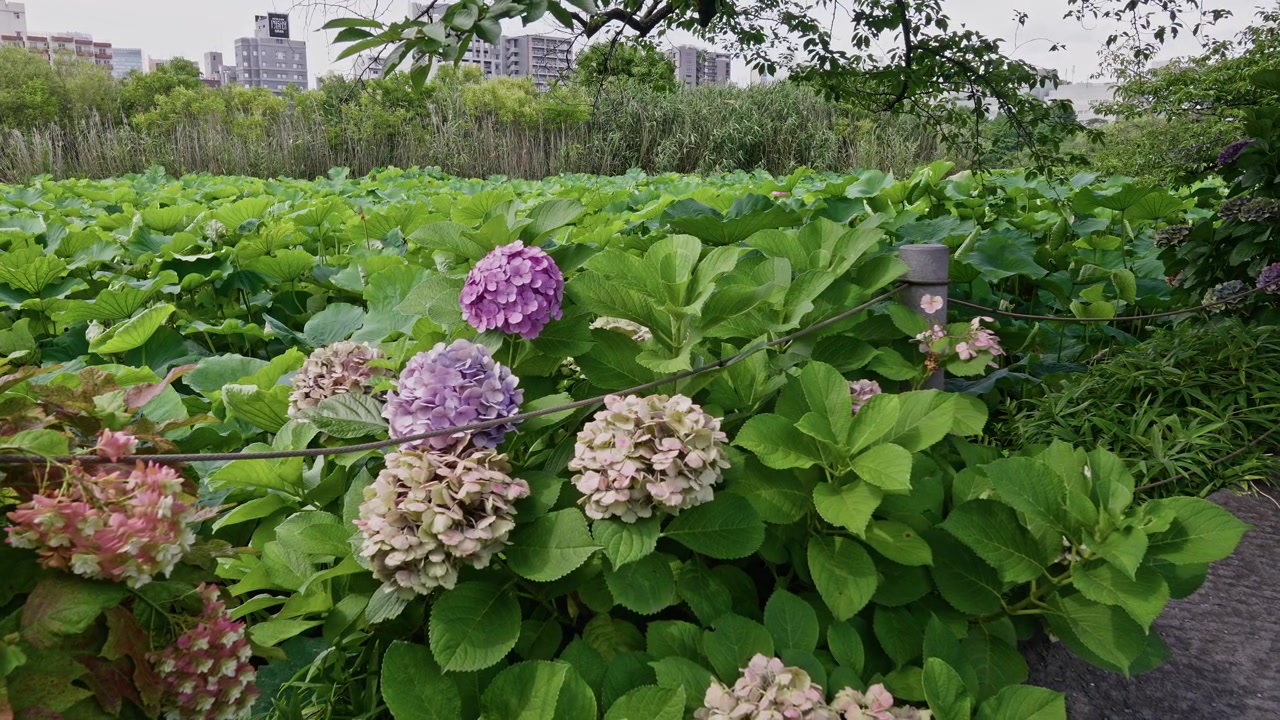 Clusters of purple and pastel hydrangeas line a park path, framed by a broad lotus leaf field and residential towers in the distance.