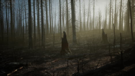 secuelas de un devastador incendio forestal
