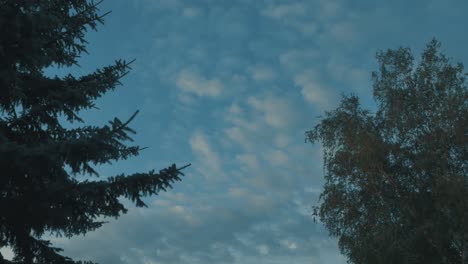clouds as a timelapse with trees before the night