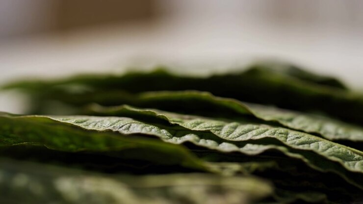 Foglie verdi secche impilate riempiono il primo piano con superfici cartacee e increspate, venature stratificate, bordi arricciati, un colore terroso e smorzato, uno sfondo morbido e sfocato e una tranquilla texture botanica per un tocco naturale e organico.