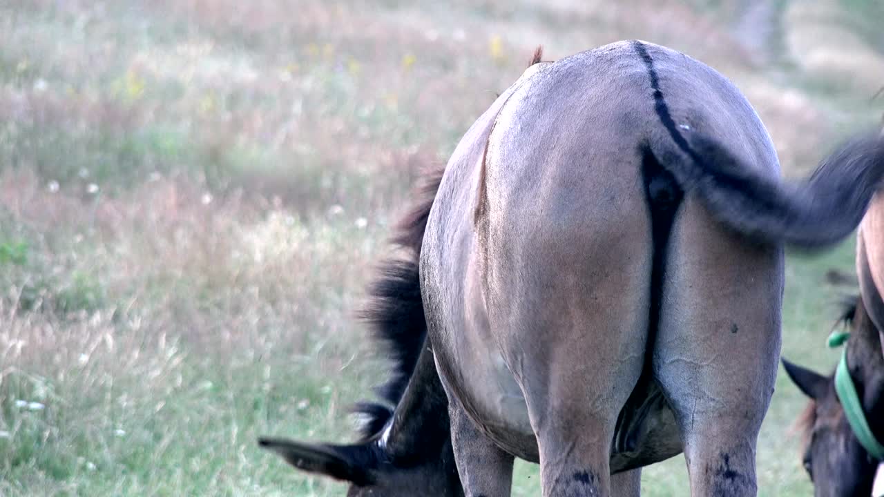 곤충으로부터 보호하기 위해 움직이는 말의 리, 클로즈업, 포니 리.