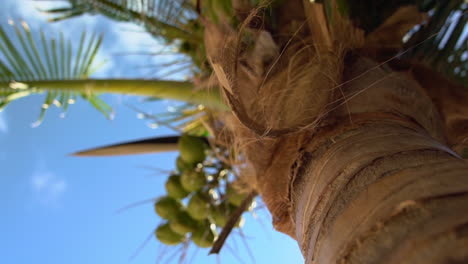 corteza de palmera colgando del árbol y moviéndose en la brisa