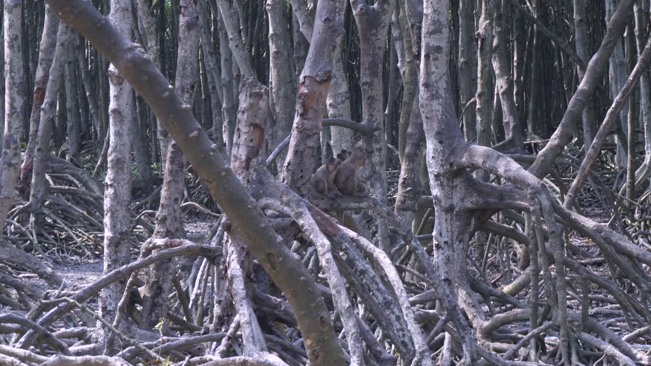 monos en un bosque de manglares en la isla de los monos cerca de la ciudad de ho chi minh