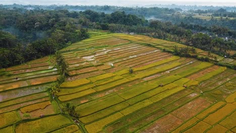 Wunderschöne-Filmische-Ubud-,-Bali-Drohnenaufnahmen-Mit-Exotischen-Reisterrassen,-Kleinen-Farmen-Und-Nebligen-Agroforstplantagen