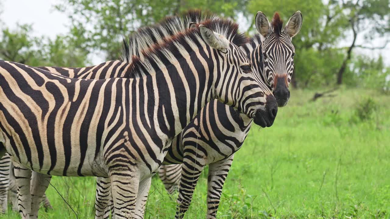 una curiosa manada de cebras reuniéndose mirando a la cámara, un disparo medio