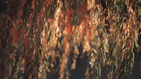 Äste-Der-Trauerweide-Im-Gegenlicht-Der-Warmen-Herbstsonne