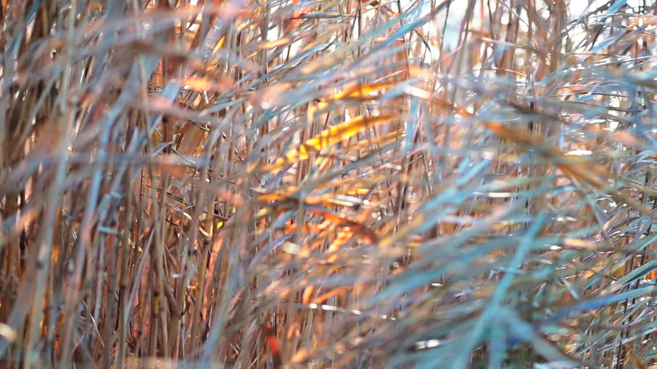 Warm sunlight illuminates a beautiful meadow as the tall grass sways gently in the evening breeze. The serene environment invites quiet reflection and nature appreciation