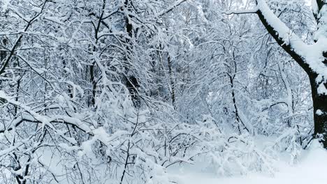 snowy branches in forest. winter fairy background