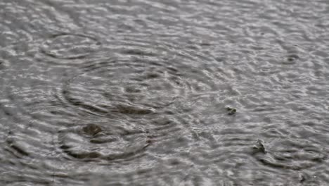 heavy rains in the monsoon season cause water to sag and cause waves to spread in circles from falling water droplets.