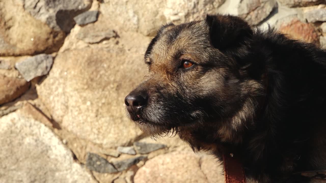 Medium-sized mixed breed dog with black and tan fur standing on dry grass, tethered with a chain near a rustic stone wall in warm sunlight