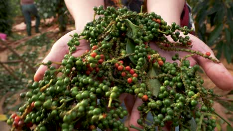 Holding-the-pepper-peppercorn-fruits-spice-at-a-plantation,-fresh-organic-food-harvested