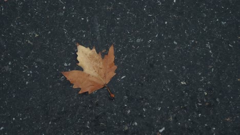 a single brown maple leaf on the asphalt