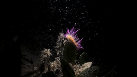 Ein-Künstlerisch-Einzigartiges-Unterwasservideo-Eines-Lebendigen-Meeresbewohners-Im-Dunkeln,-Beleuchtet-Nur-Durch-Den-Strahl-Einer-Snoot-Video-Taschenlampe-Eines-Tauchers,-Umgab-Meine-Vom-Licht-Angezogenen-Mikroorganismen
