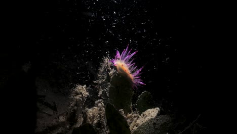 a artistic unique underwater video of a vibrant sea creature in the dark lit up only by the beam of a scuba divers snoot video torch surrounded my microorganisms attracted by the light