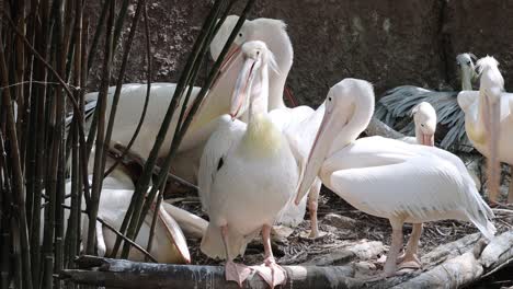 pelicans displaying behaviors in their habitat