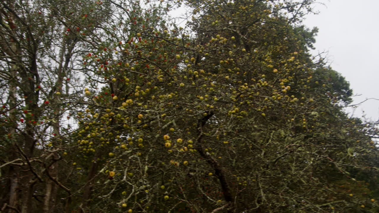 Planning shot of crab apple tree in autumn at Millyford Bridge Inclosure in the New Forest