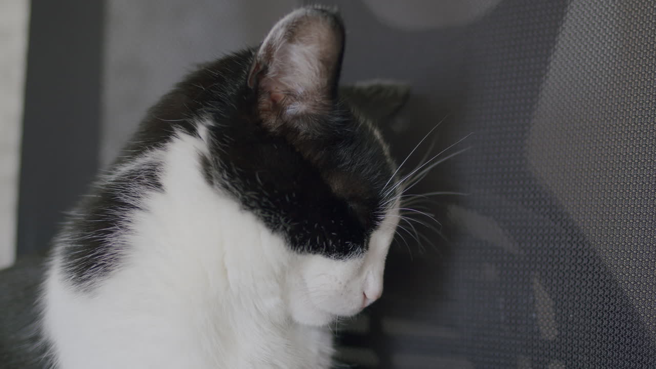 피곤 한 고양이 가 휴식 하기 위해 누워 있다