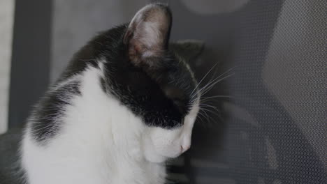 el gato cansado se acuesta para descansar.