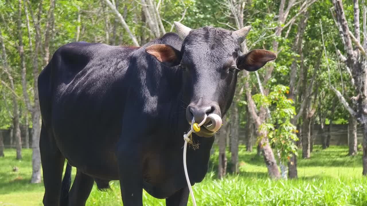 vaca negra en un pasto