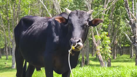 vaca negra en un pasto