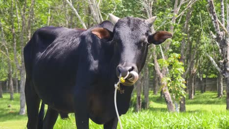 black cow in a pasture