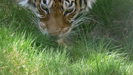 tigre de bengala oliendo y rastreando orar en la hierba verde - tiro de seguimiento de mano en 4k