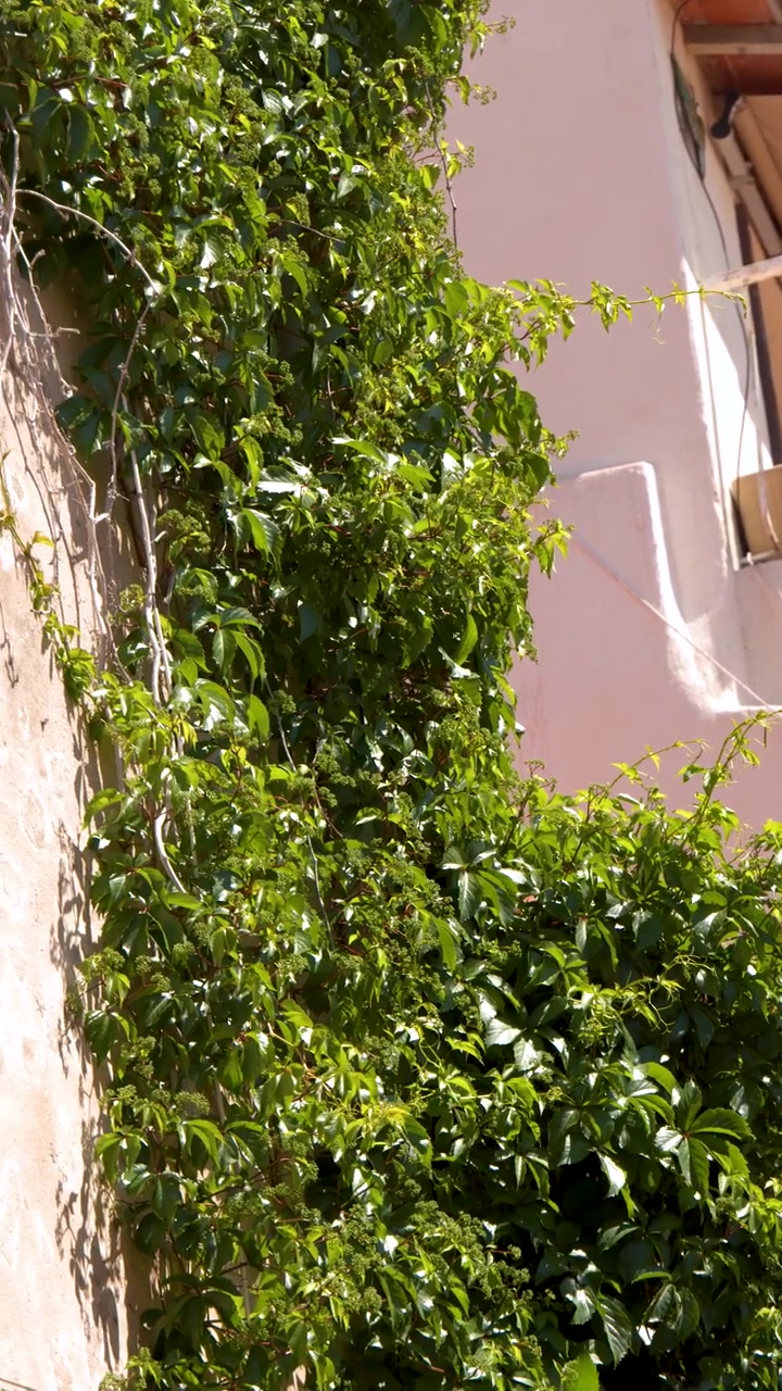 Edera verde che si arrampica su una parete rosa di un edificio mediterraneo