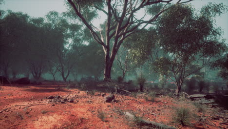 el interior de australia con árboles y arena amarilla