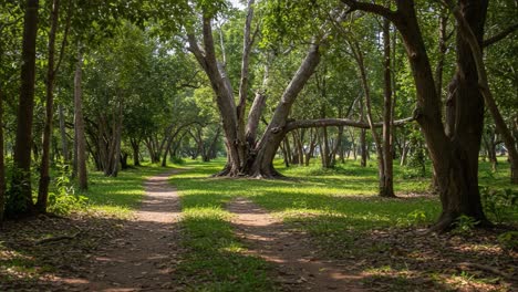 a serene pathway through a lush forest, showcasing majestic trees and vibrant greenery, inviting explorers to traverse nature's tranquil beauty