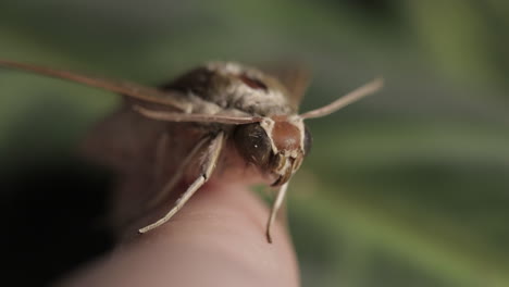 polilla halcón marrón pálido en el dedo humano aislado sobre fondo verde natural